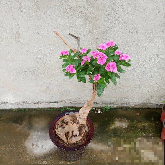 长春花原来有这么多品种,粉色的最大众,紫色的最仙! 长春花原来有这么多品种,粉色的最大众,紫色的最仙!