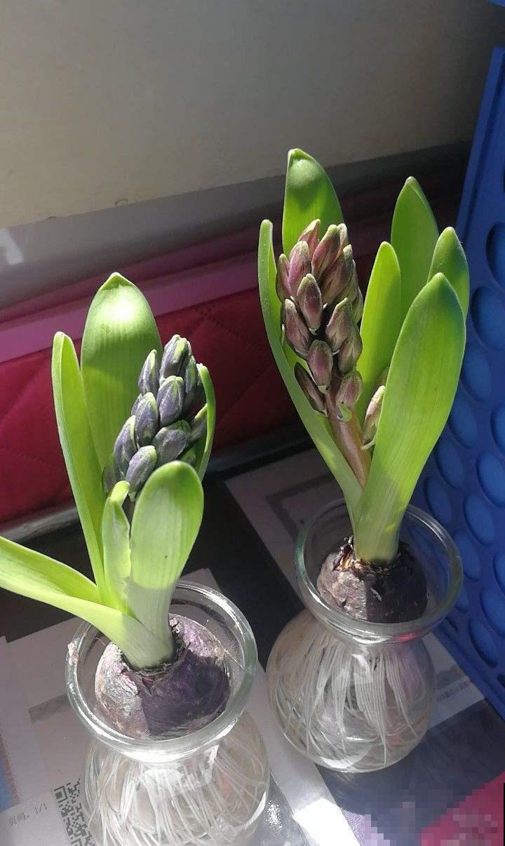 夏天这些花要休眠，不注意正确保护，明年一朵也不开！