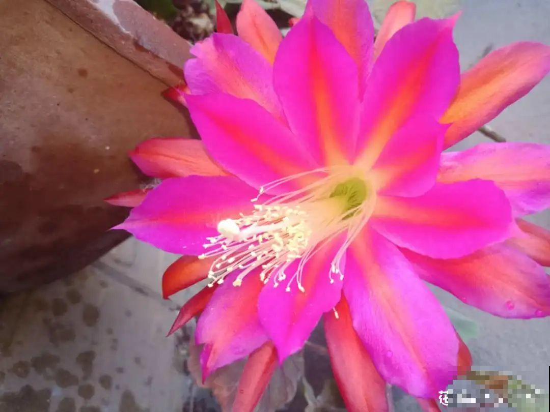 1种花，名叫假昙花，开花上百朵，美翻了