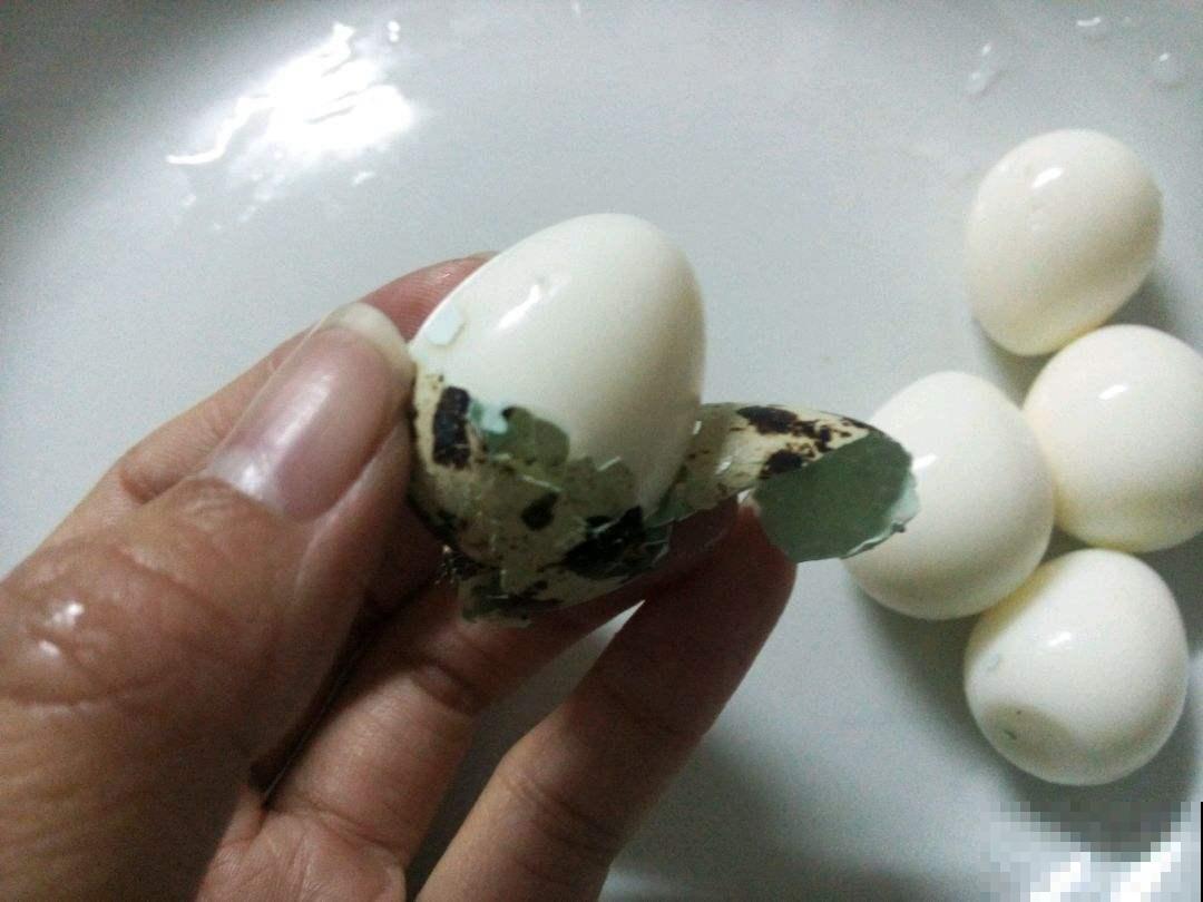 一个鹌鹑蛋埋土里，花草能疯长十多年，效果很是神奇！