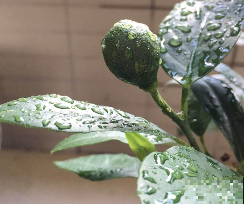 浇花用水不能乱用,水不处理浇花等于白浇! 浇花用水不能乱用,水不处理浇花等于白浇!