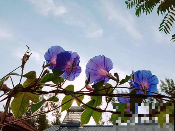 这几种花“爱睡觉”,一朵花只能开一天,早上开了晚上睡! 这几种花“爱睡觉”,一朵花只能开一天,早上开了晚上睡!