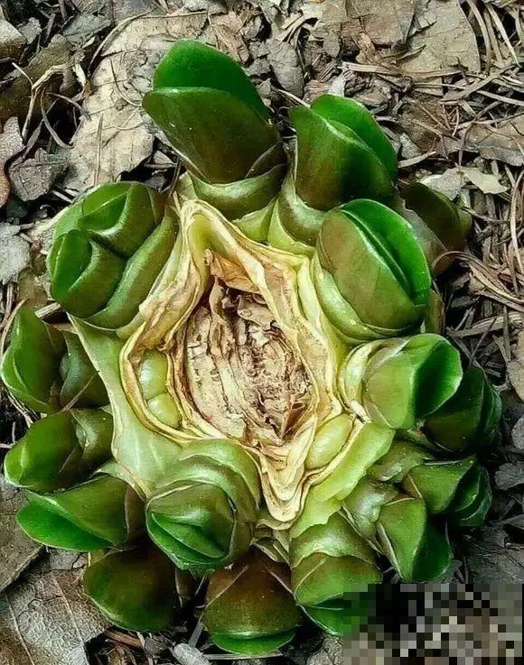 30年的君子兰,长出粗壮大老桩,砍还是不砍? 30年的君子兰,长出粗壮大老桩,砍还是不砍?