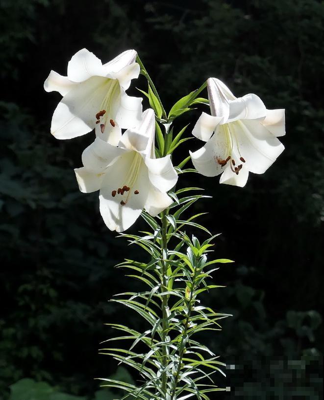 百合花品种那么多,这些中国原生百合,你见过几种? 百合花品种那么多,这些中国原生百合,你见过几种?