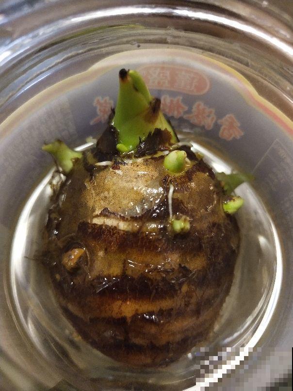 原来芋头茎也是一道美味，掰几根就是一盘好菜，上桌就被抢光！