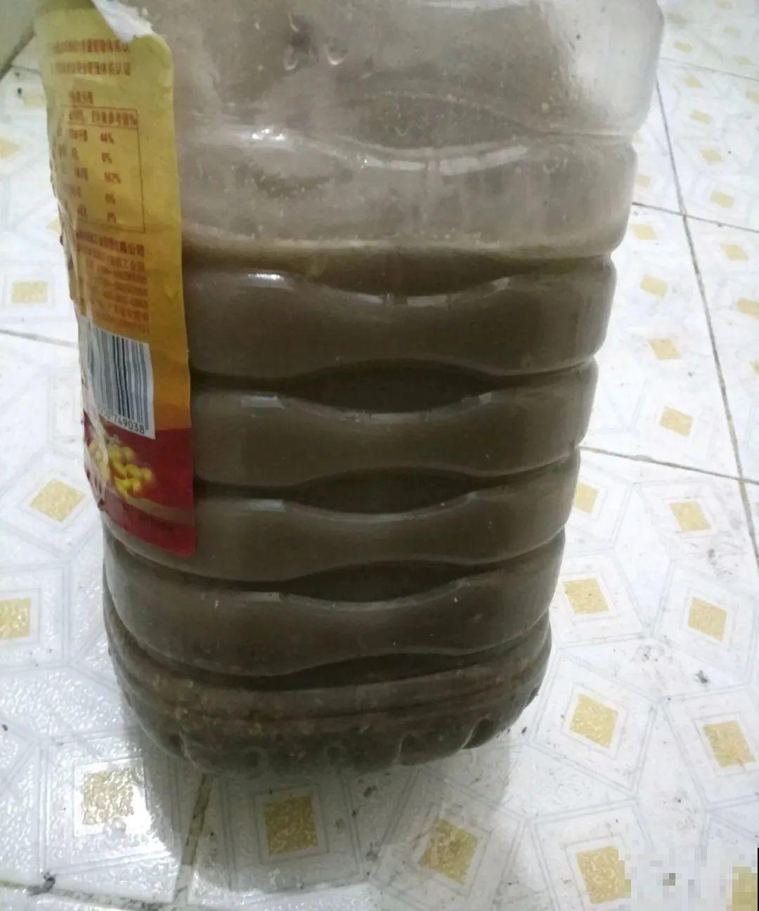 9种花真是老酒鬼，5天一小杯，叶子绿得像打蜡！