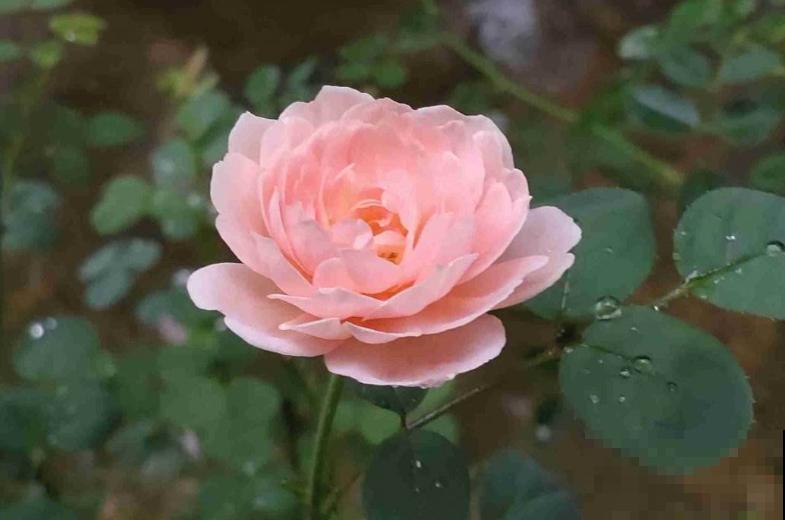 16个植物冷知识,第一次听说,太神奇了! 16个植物冷知识,第一次听说,太神奇了!