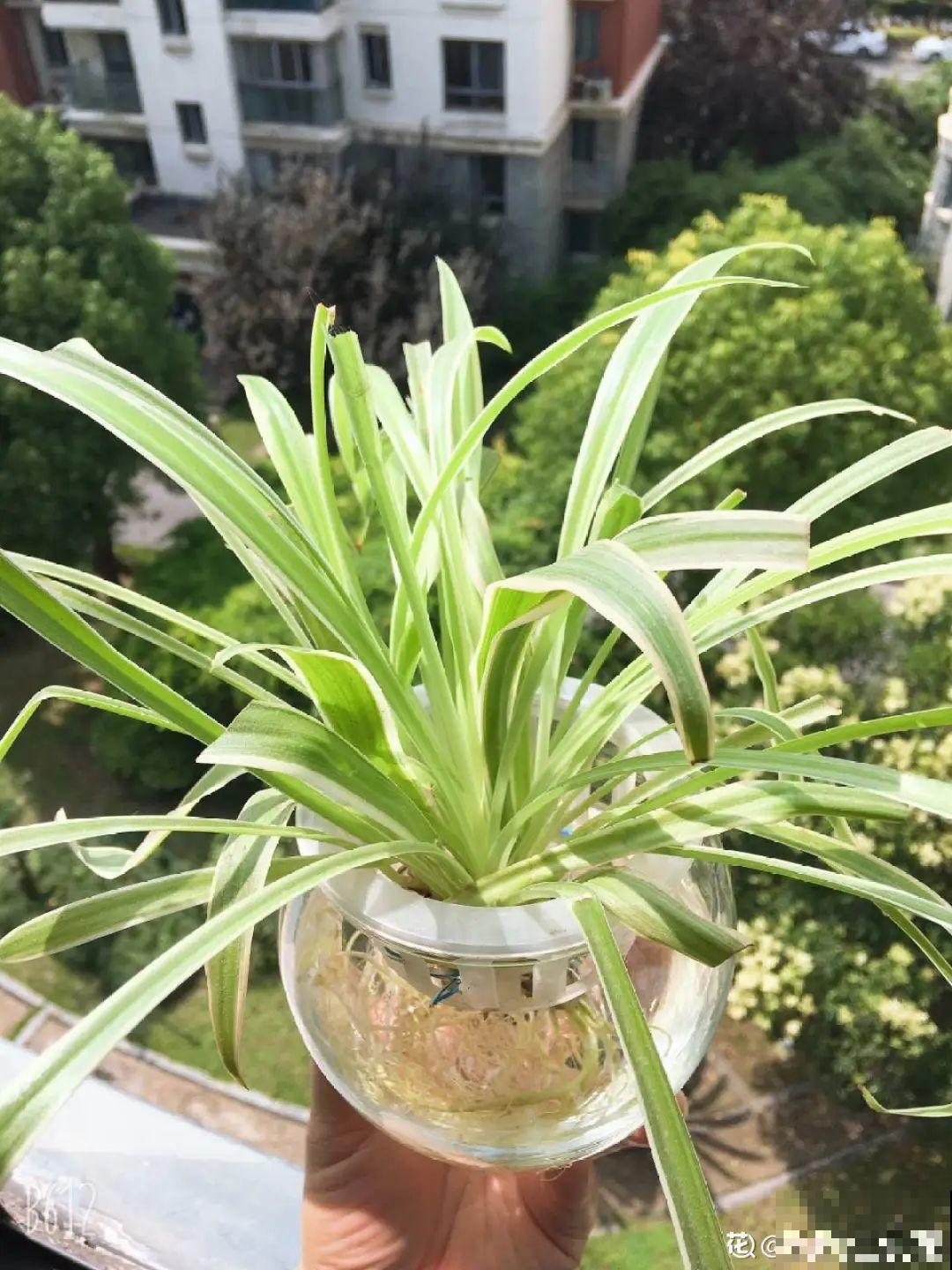 夏天水培植物,一杯水就够了,越养越爆盆 夏天水培植物,一杯水就够了,越养越爆盆