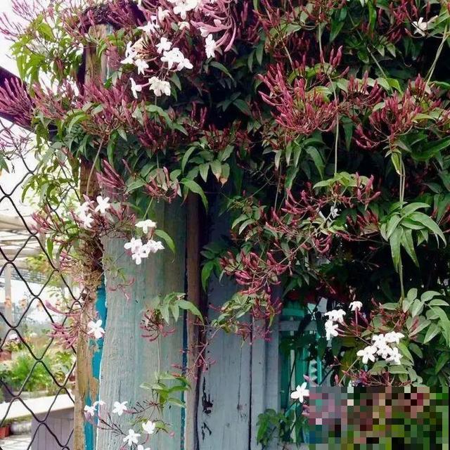 路边养6种花,香味能传3里地,香掉你的鼻子! 路边养6种花,香味能传3里地,香掉你的鼻子!