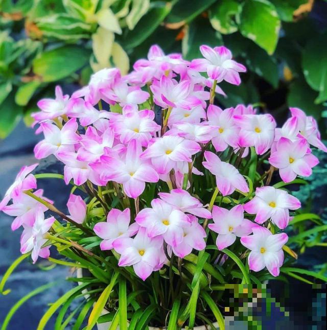 养花走火入魔，是种怎样的体验？