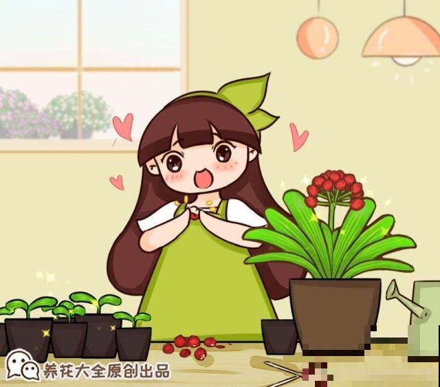 花市常见的7种花，买回家总是养不活，就是因为不会浇水！