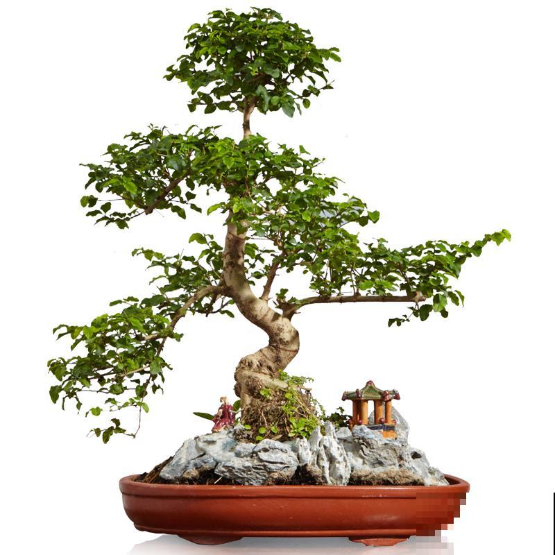 7种花，就得小盆养，盆越小水越少，长得更快