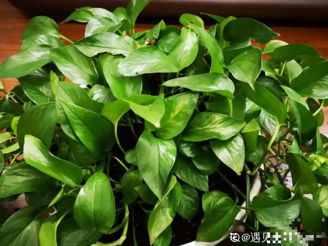 1根绳子扯一下，枝条冒出20个芽，一不小心拉断了！