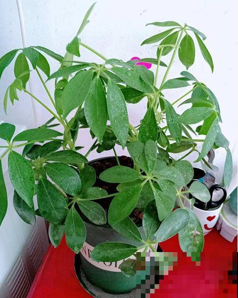花盆里有小黑飞，5个小办法，就能彻底消灭！
