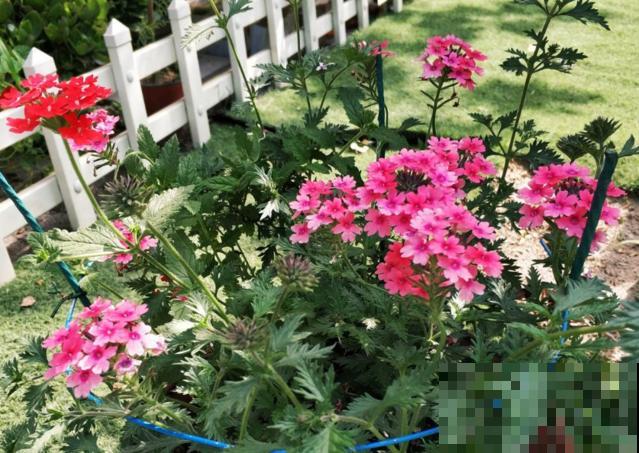 养花走火入魔，是种怎样的体验？