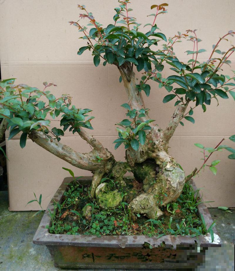 院里种一棵紫薇树,寓意紫气东来,还能驱邪避灾! 院里种一棵紫薇树,寓意紫气东来,还能驱邪避灾!