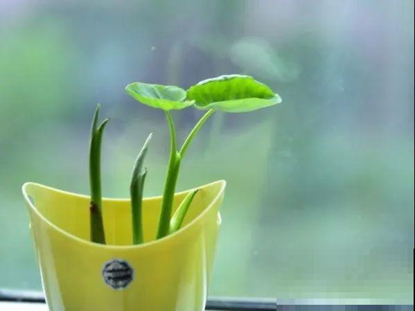 10种花就得种在大水缸，夏天不休眠，越热越开花