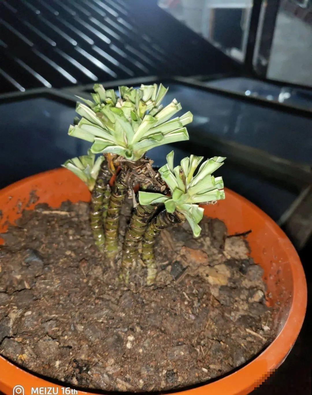 他用3年把吊兰养成老桩，花友们质疑：是假的！