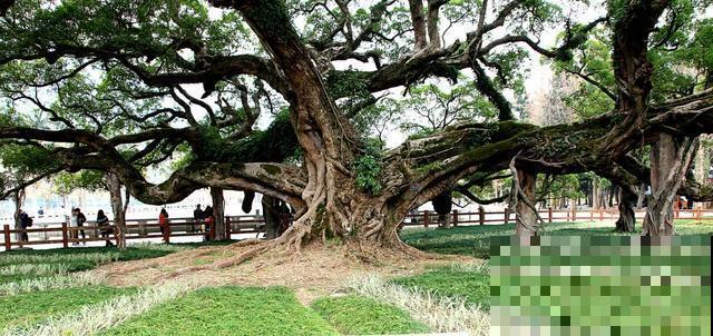 中国8大古树，历经千年不倒，最老一棵4000岁！