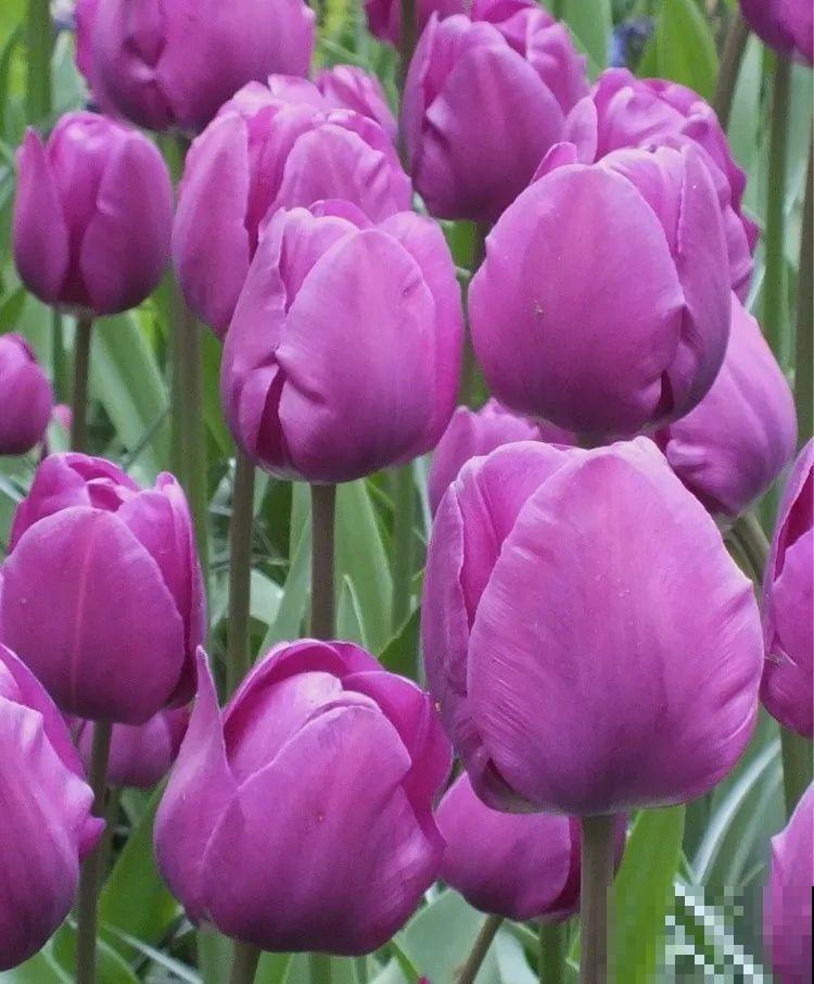 白胖的“大蒜”埋土里,1个月就开花,香味清新淡雅有格调! 白胖的“大蒜”埋土里,1个月就开花,香味清新淡雅有格调!