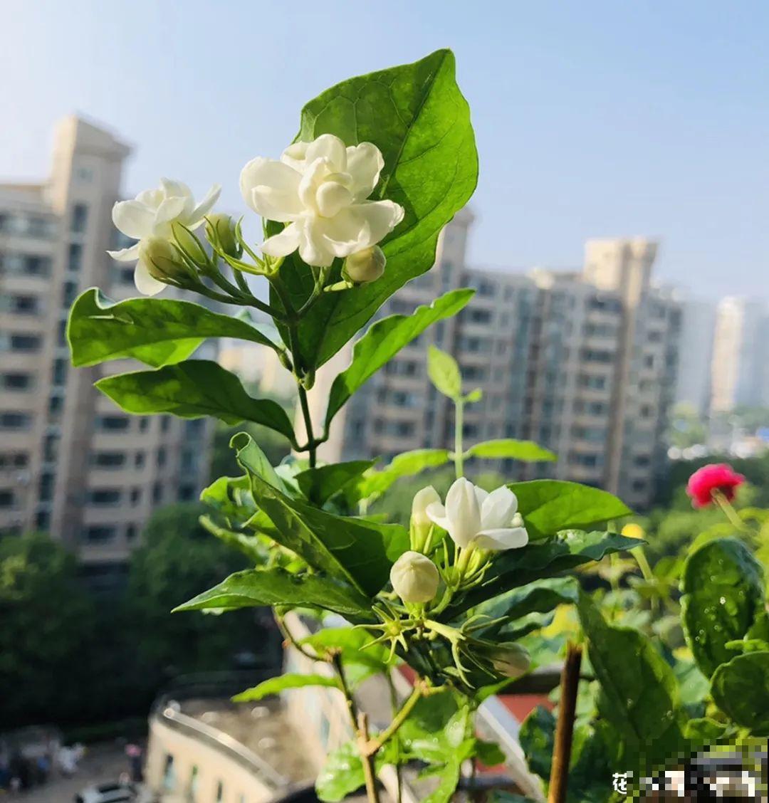 20种花,夏天这么浇水,长得快、开花多! 20种花,夏天这么浇水,长得快、开花多!