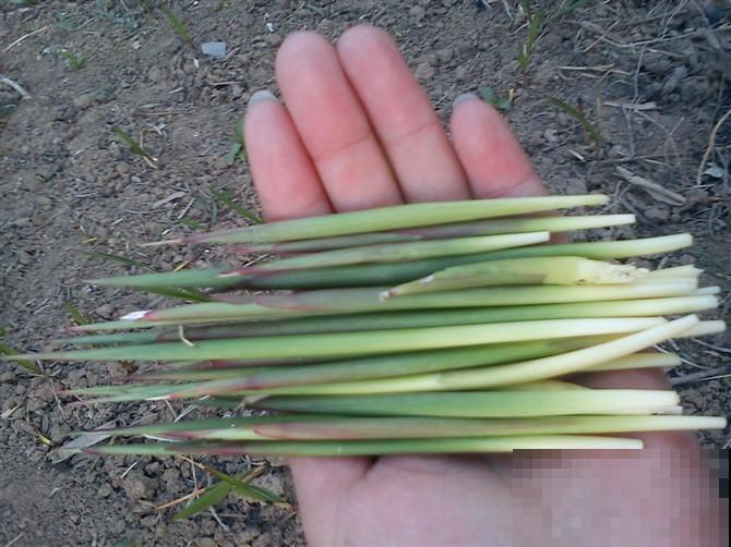 饭桌上不常见的野菜，吃过的人是少数，农村人才认识！