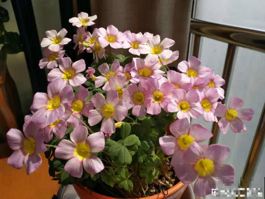他用3年把吊兰养成老桩，花友们质疑：是假的！