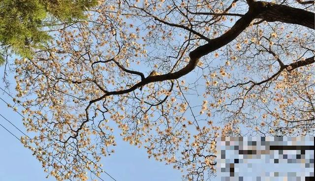 中国8大古树，历经千年不倒，最老一棵4000岁！