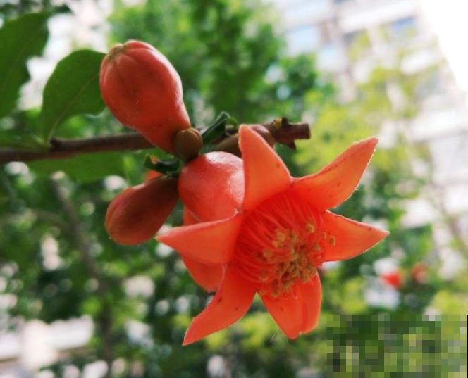家里种一棵石榴树,开花红红火火,寓意特别好! 家里种一棵石榴树,开花红红火火,寓意特别好!