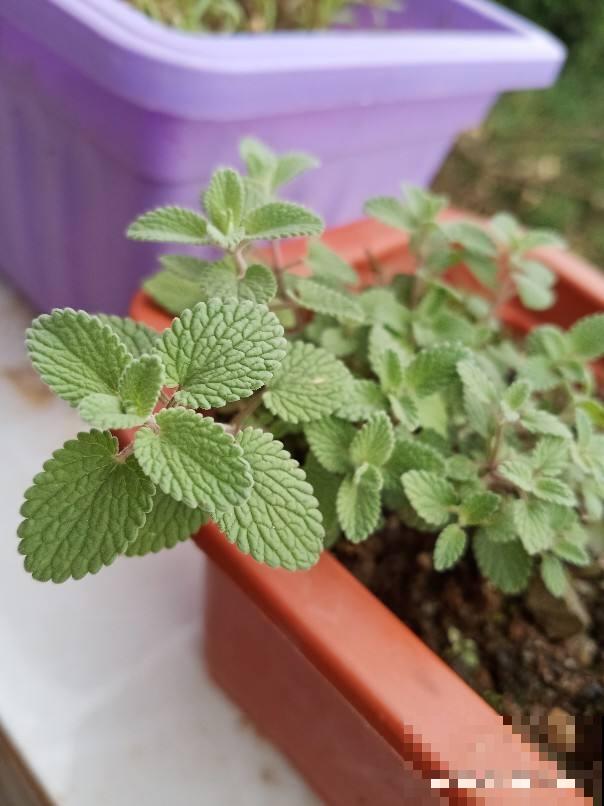 夏天扦插4种花,生根特容易,新手也能插活 夏天扦插4种花,生根特容易,新手也能插活