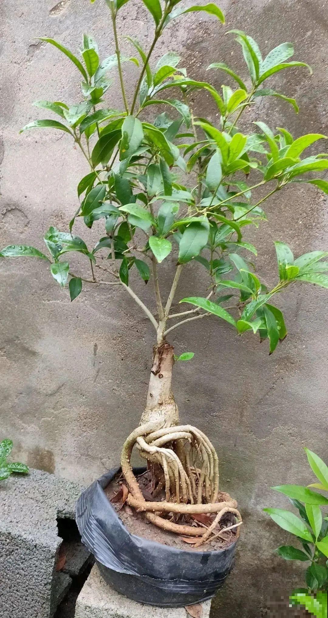 吊兰就用小盆养，根系拽一拽，立马变老桩！