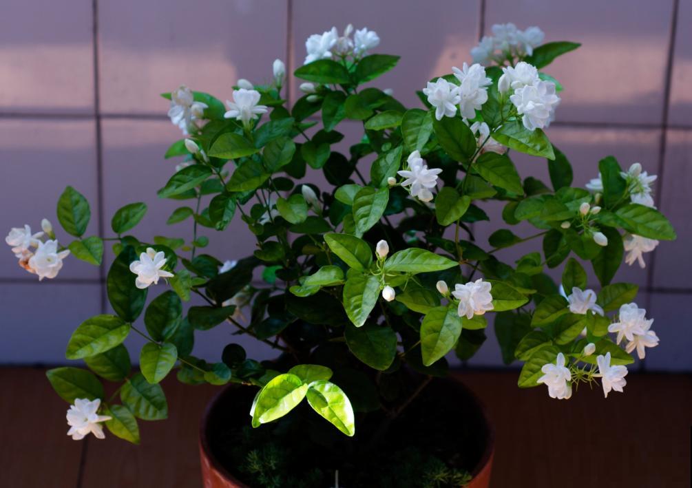 这6种花,不但长得好看,还可以入药! 这6种花,不但长得好看,还可以入药!