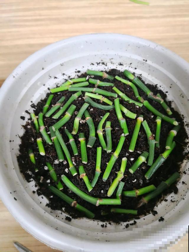 花长了“长胡须”,压土里一埋,10天就生根,特简单! 花长了“长胡须”,压土里一埋,10天就生根,特简单!