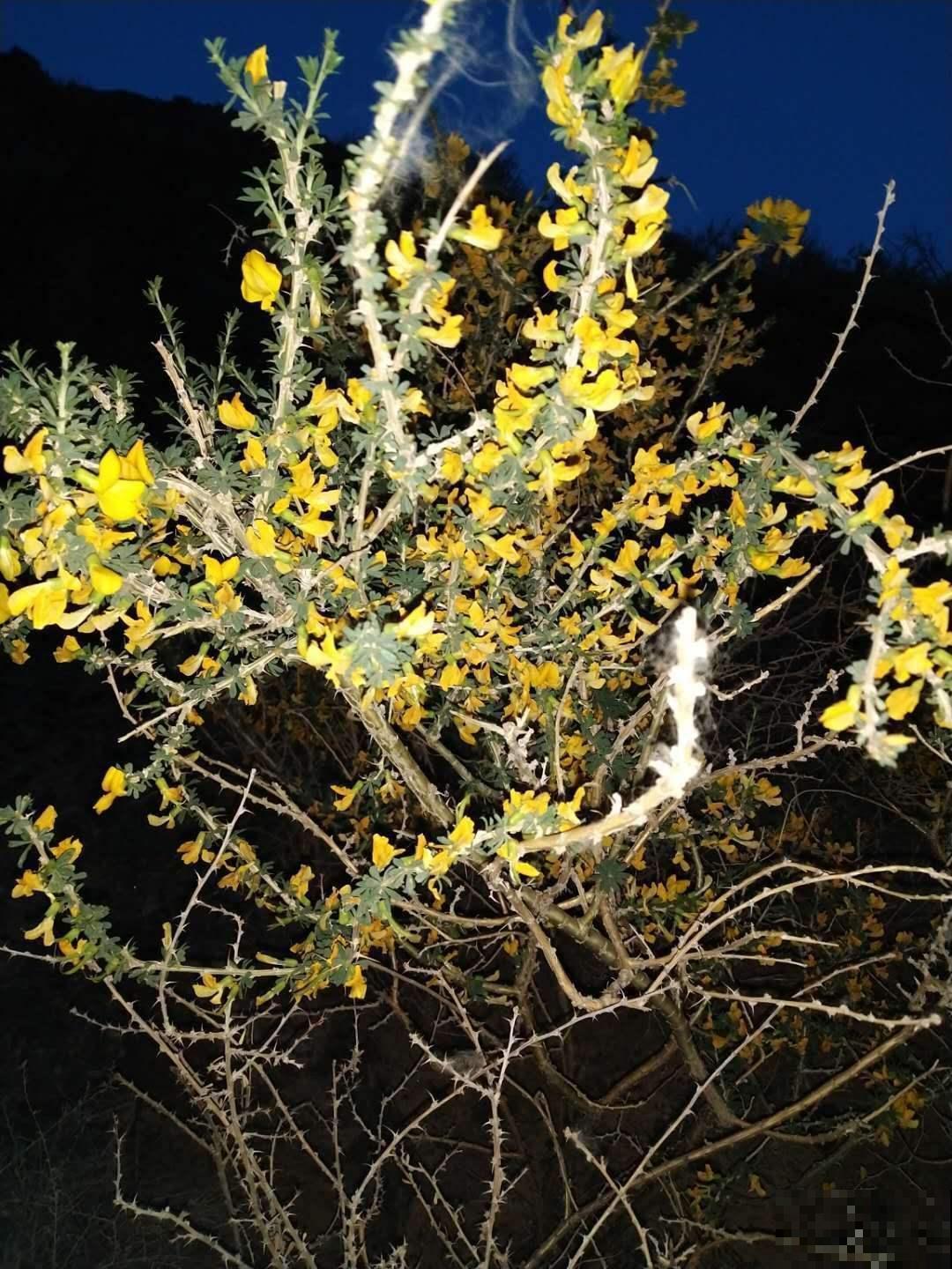 开花像群嫩黄小鸡,怪不得名叫锦鸡儿,可爱翻了! 开花像群嫩黄小鸡,怪不得名叫锦鸡儿,可爱翻了!
