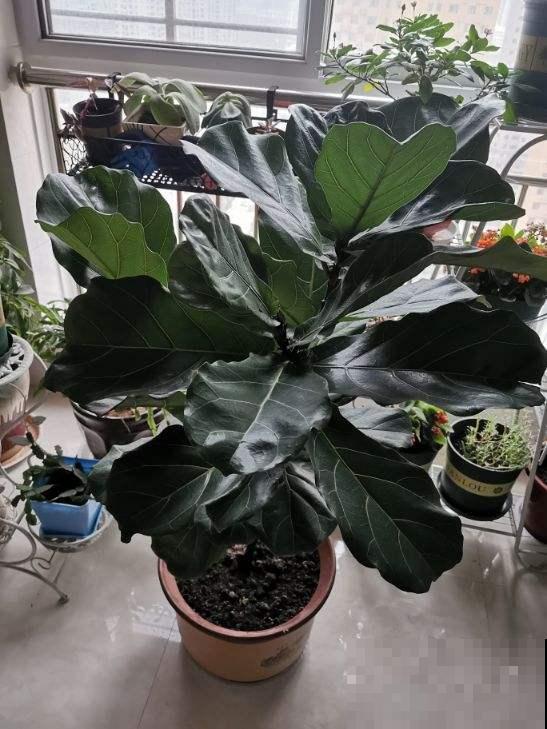 爆火的网红花，养护有难度，学会这6点才能养好