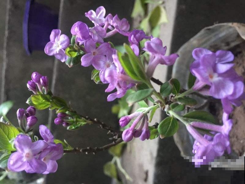 院子里养棵蒜香藤,香味独特,开花好看,谁见都喜欢 院子里养棵蒜香藤,香味独特,开花好看,谁见都喜欢