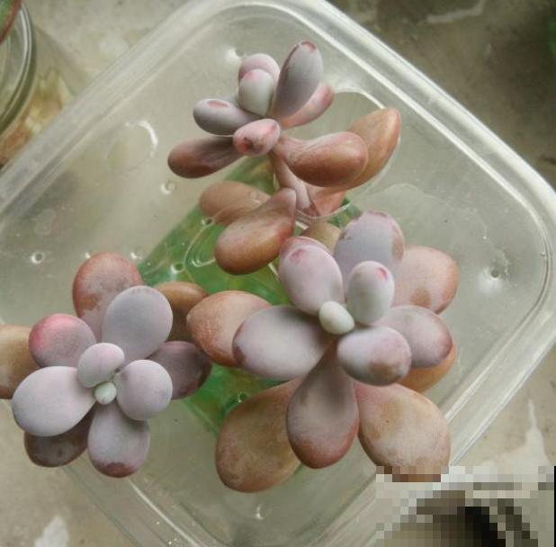 多肉度夏难,干脆扔水里,一棵都不死! 多肉度夏难,干脆扔水里,一棵都不死!
