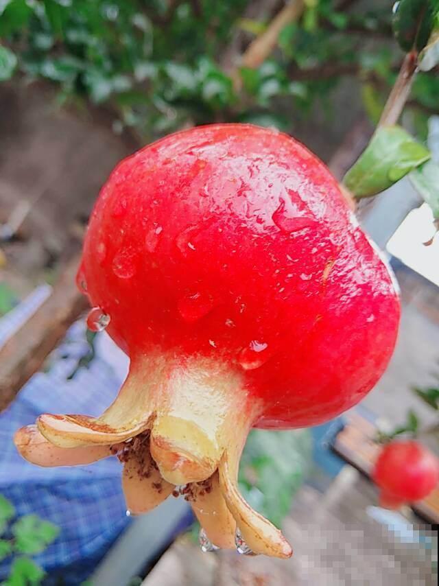 在家也能种石榴，只要学会几个要点，结出一筐不在话下！