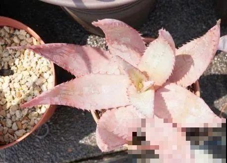 家里的花长出这种叶，千万保护好，特别值钱！