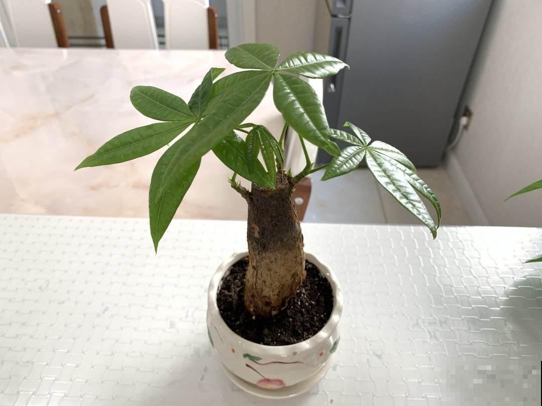 4种花就得种小花盆里,盆越大、越挤,花才能长得好 4种花就得种小花盆里,盆越大、越挤,花才能长得好