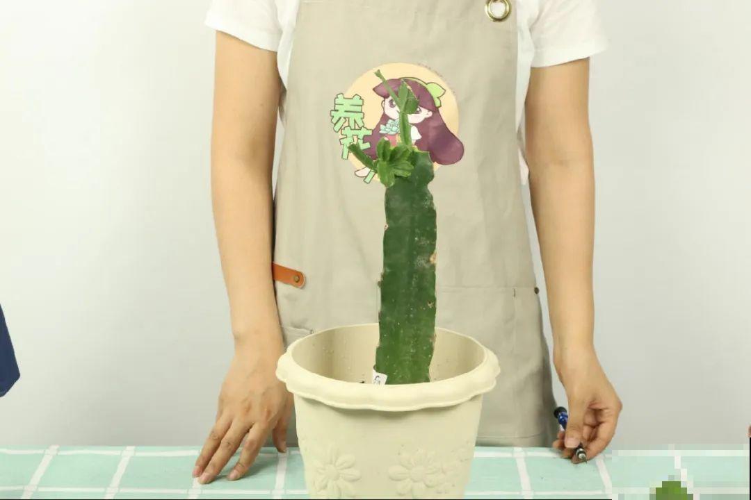 火龙果的叶子长得眼熟，仔细一看竟是蟹爪兰，还能接出甜果子！