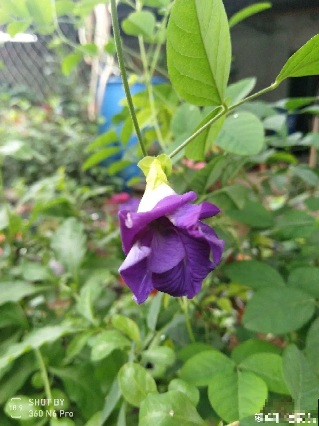 6种小众花,开花特别美,少有人养过! 6种小众花,开花特别美,少有人养过!