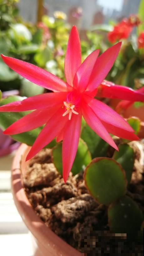 假昙花开花很独特，比真昙花还略胜一筹，养护还很简单！