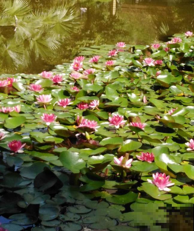 这花是佛教名花，出尘脱俗，见花保吉祥！