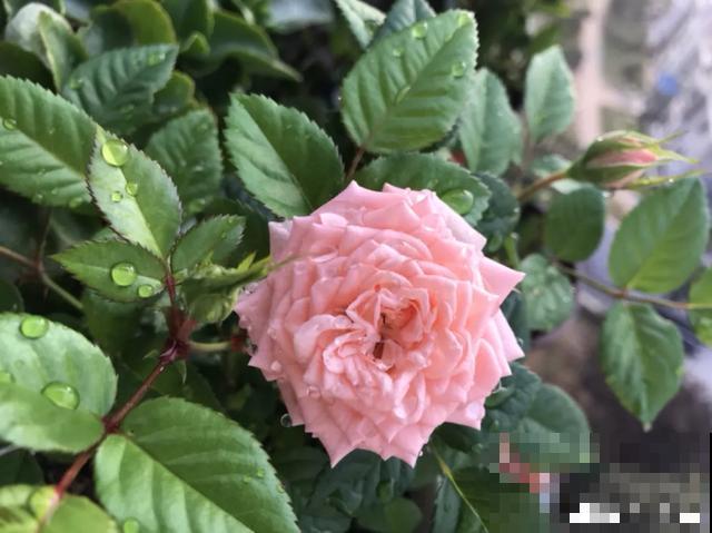 花出现黄叶打蔫，千万别扔，还能救回来！