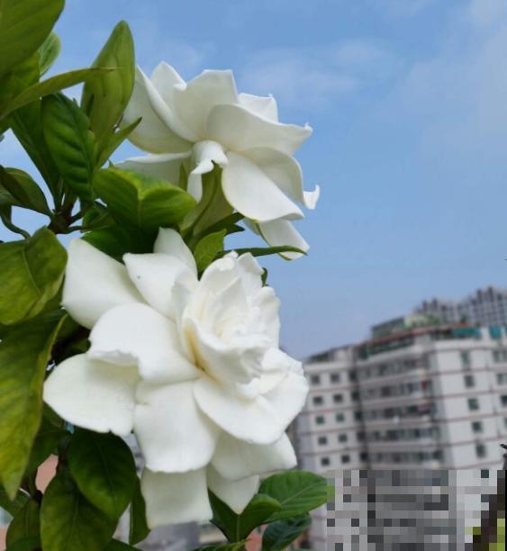 一种花,一首诗,6种花你最钟爱哪一种? 一种花,一首诗,6种花你最钟爱哪一种?
