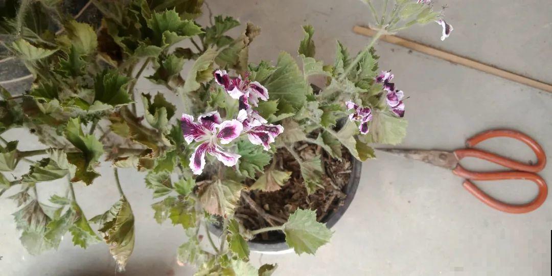 夏天到了，这10种花不能晒，否则干枯黄叶死翘翘