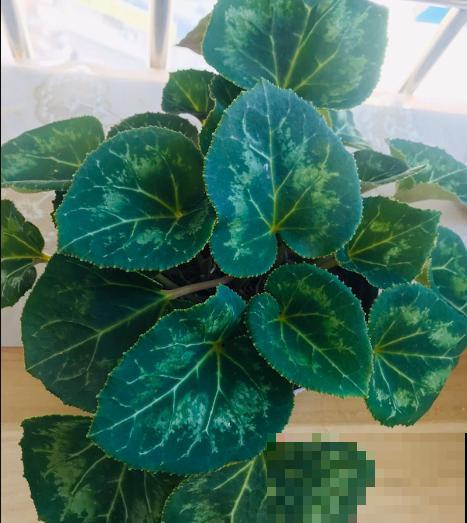 家里这种花，夏天死得最快，别再乱浇水了！
