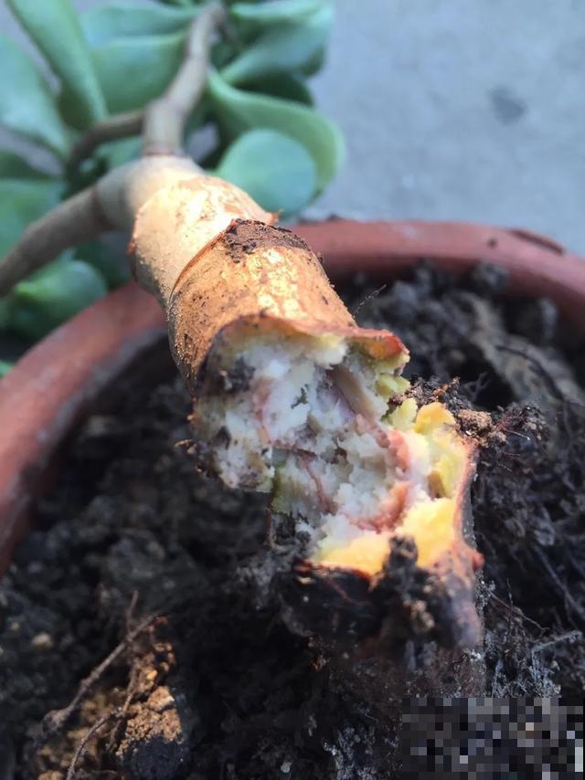 夏天潮湿闷热，一不小心花就烂根，看准时机砍掉，照样长出新叶子