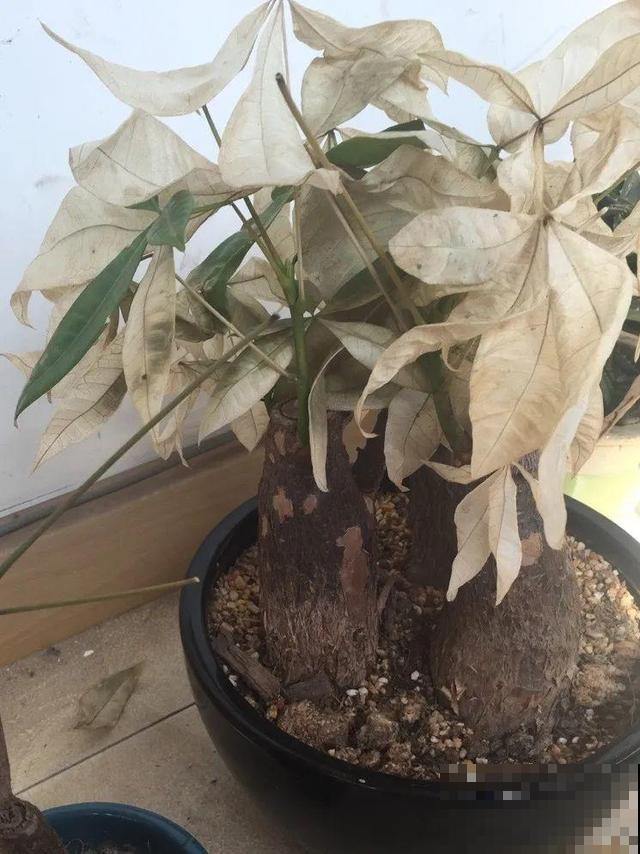 10种花一晒就死,夏天别放南阳台,小心晒成梅干菜! 10种花一晒就死,夏天别放南阳台,小心晒成梅干菜!